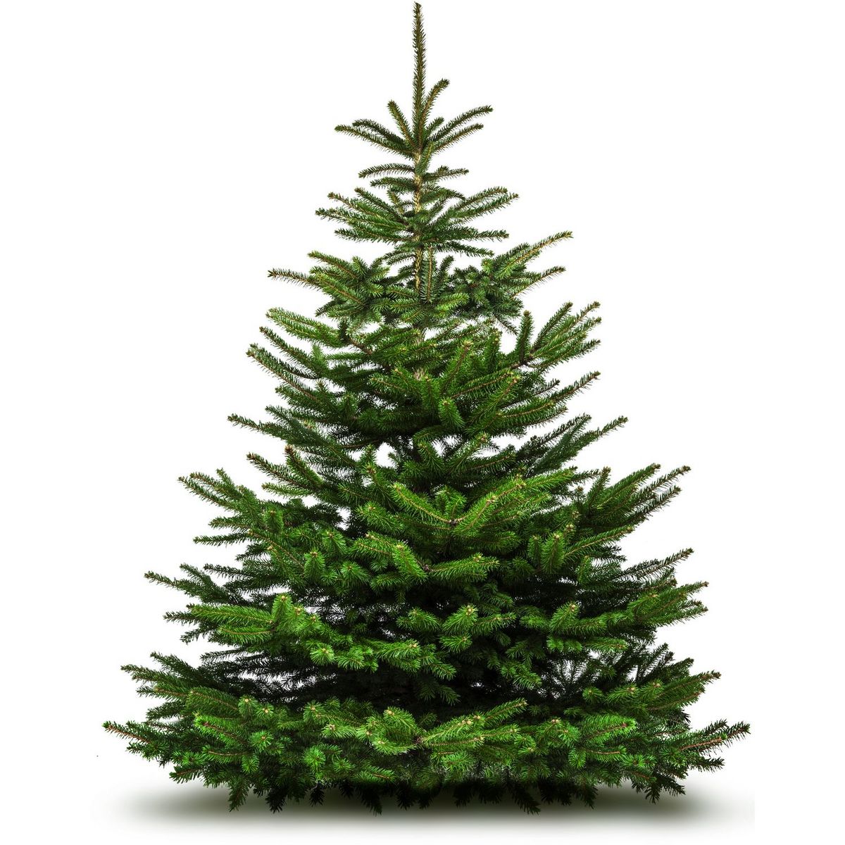 Sapin de Noël au meilleur prix à Braine l'Alleud Sapin de noel Braine